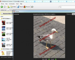 DiskInternals Uneraser™ Recovery Wizard of DiskInternals Uneraser - preview the recovered JPEG photo.